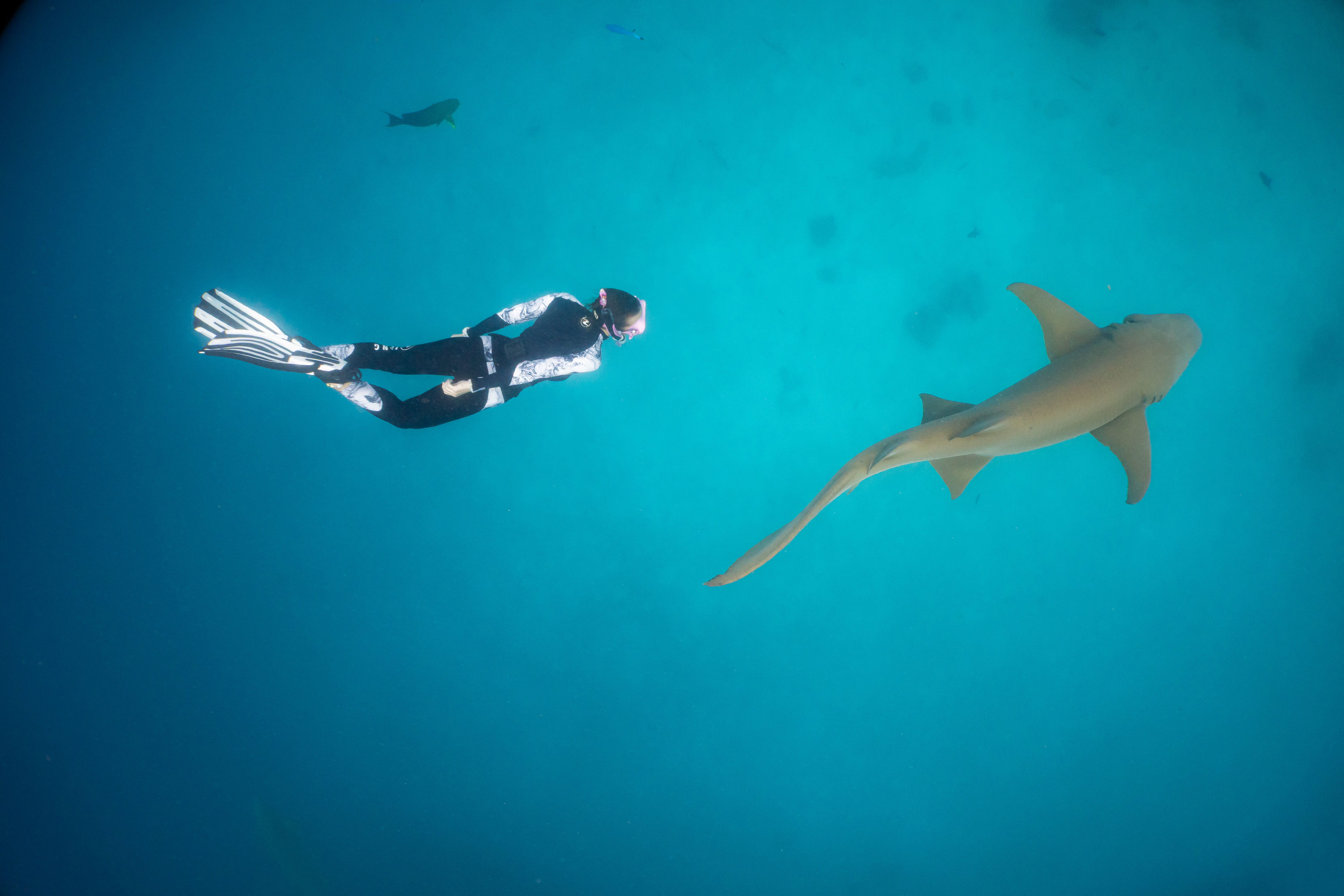 20250926 - AFR05585 - Nurseshark